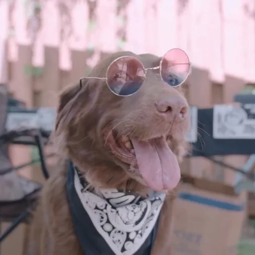 Jackie, the RRT studio dog, in her sunglasses and bandana